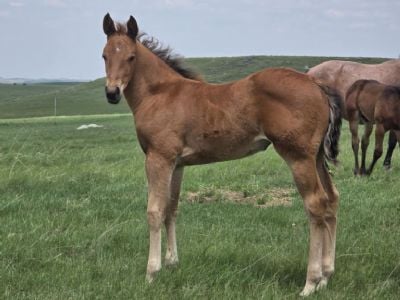 Paddys Gin Merry JW <BR>AQHA PENDING